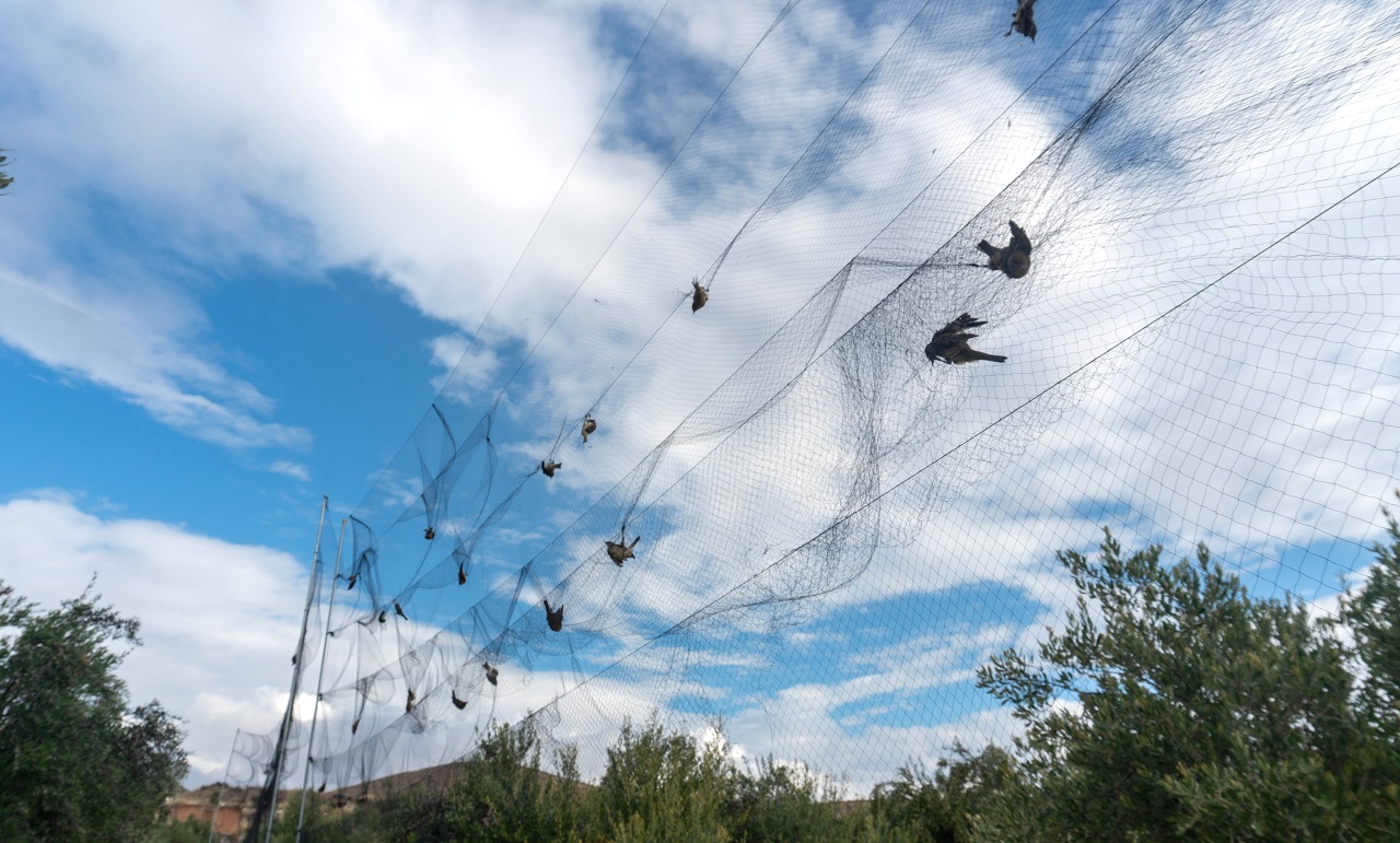 Fourth Cyprus Autumn Bird Protection Camp Report 2022 - Bild 2